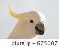 キバタンの横顔アップ