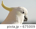 キバタンの横顔アップ