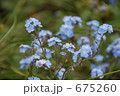 忘れな草