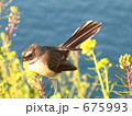 ニュージーランドの野鳥 オウギビタキ