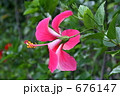 南の国の花