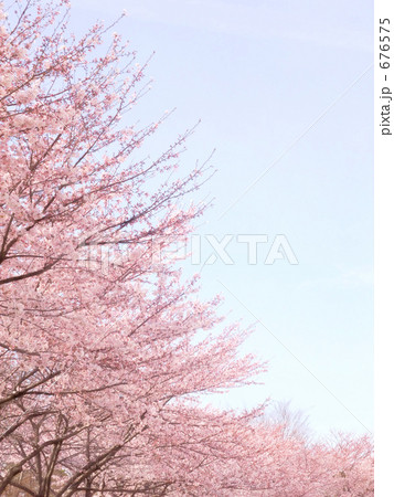 桜咲く 桜咲く