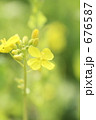 菜の花