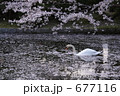 堀の白鳥