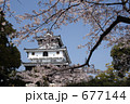 岩国城と桜