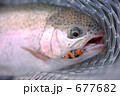 ルアーにヒットしたニジマス