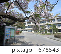 入学進級おめでとう満開の桜の下　小学校＃１
