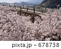 桜と錦帯橋