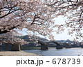 桜と錦帯橋