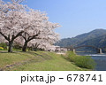 桜並木と錦帯橋