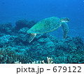 座間味島のアオウミガメ