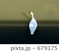 川面の白鳥