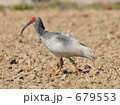 田んぼを歩く朱鷺