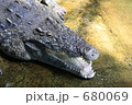 東山動物園のワニ／2009年春