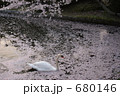 堀の白鳥