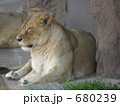 天王寺動物園のライオン