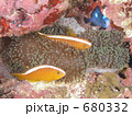 石垣島のセジロクマノミ