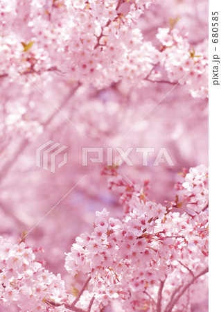 「桜」の写真素材 「桜」の写真素材