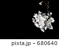 夜桜