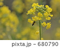 蜂と菜の花