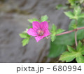 ゲンノショウコ