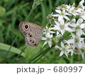 ヒメウラナミジャノメ