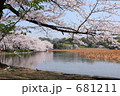 上野公園　桜