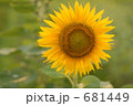 ひまわりの花の鮮やかな黄色