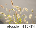 風吹草動　猫じゃらし