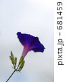 アサガオの花