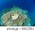 石垣島・サンゴの根に群れる熱帯魚