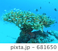 座間味島サンゴの根に群れる熱帯魚