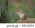 リス