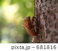 セミのぬけがら