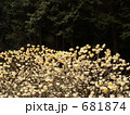 ミツマタの花