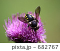 682767