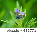 蝶 シジミチョウ ヒメシジミ