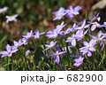ハナニラ