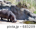 水際のカバ