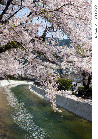 「花いかだ流れる疎水」の写真素材