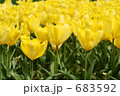 黄色いチューリップのお花畑