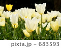 チューリップのお花畑