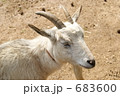 ヤギの目は四角