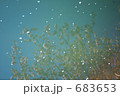 鏡の国の桜