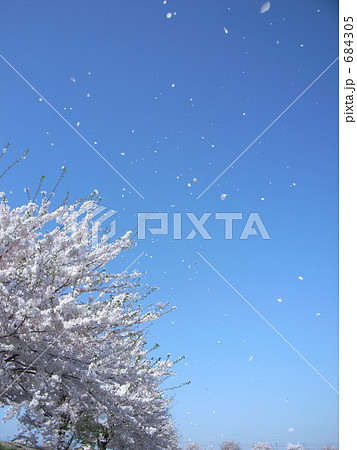 花はちりぎは　青空のスターダスト　桜吹雪