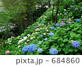 鎌倉長谷寺の紫陽花