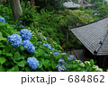 鎌倉長谷寺の紫陽花