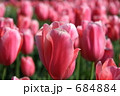 素材ナンバー 684884 : 「Ｐｉｎｋ Tulip」