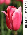 素材ナンバー 684887 : 「Single Pink」