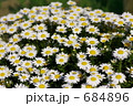 素材ナンバー 684896 : 「Paris daisy」